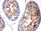 Anti-Diablo/SMAC Picoband™  Antibody